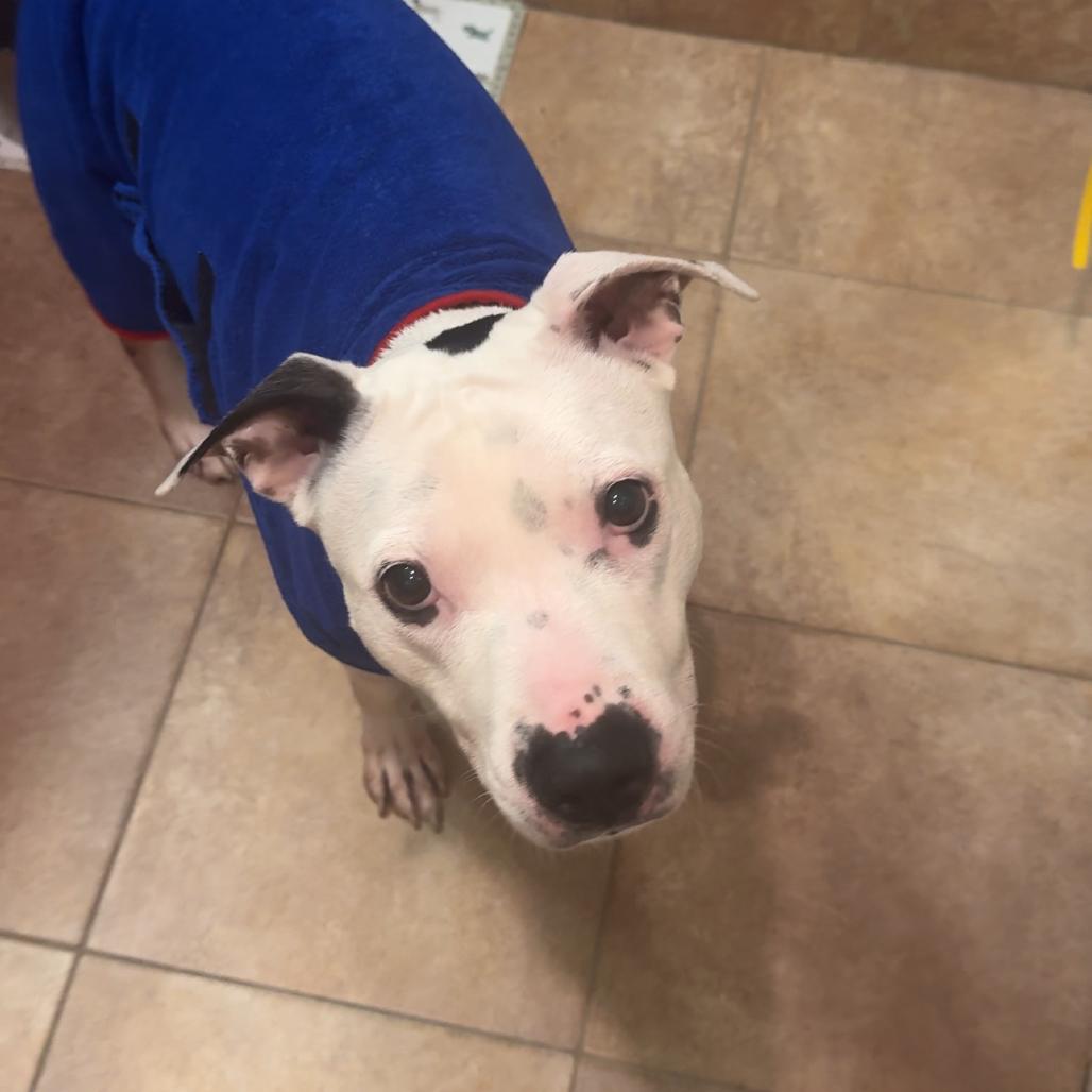 Enlarge Emily Charlton, a Adoptable Mixed Breed in Jersey City, NJ image 4/6