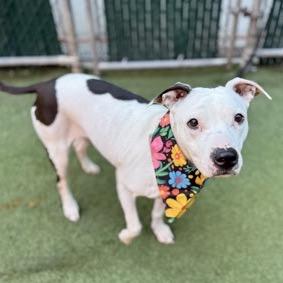 Enlarge Emily Charlton, a Adoptable Mixed Breed in Jersey City, NJ image 5/6