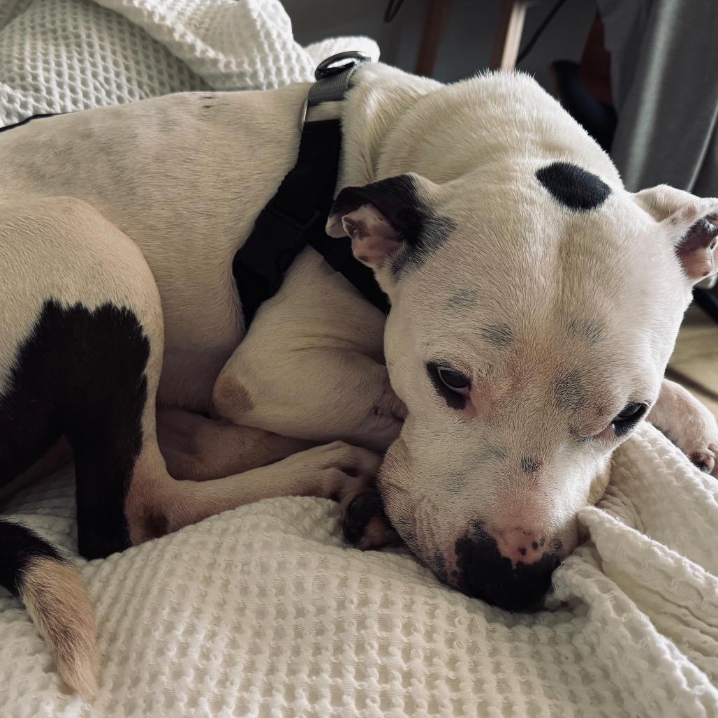 Enlarge Emily Charlton, a Adoptable Mixed Breed in Jersey City, NJ image 6/6