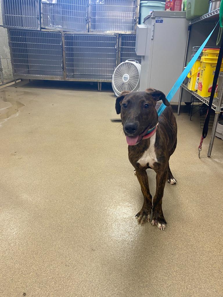 Penny, Adoptable, Young Female Mixed Breed.