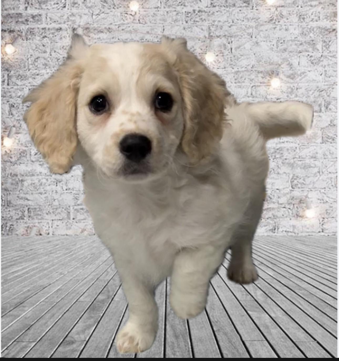 Enlarge Huckleberry , an adopted Cavachon in Wayne , NJ image 1/1