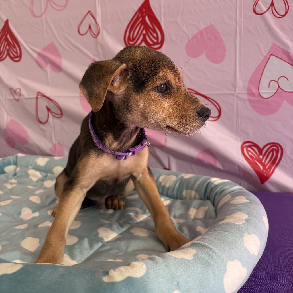 Enlarge Pierre, a ADOPTABLE mixed breed in Homewood, IL image 1/1