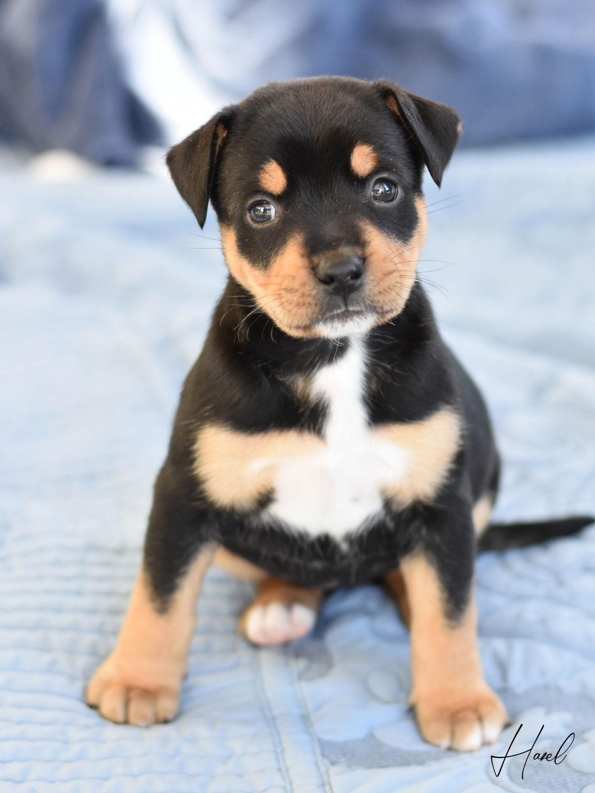 Enlarge Hazel 2, a Adopted mixed breed in Montgomery, TX image 1/3