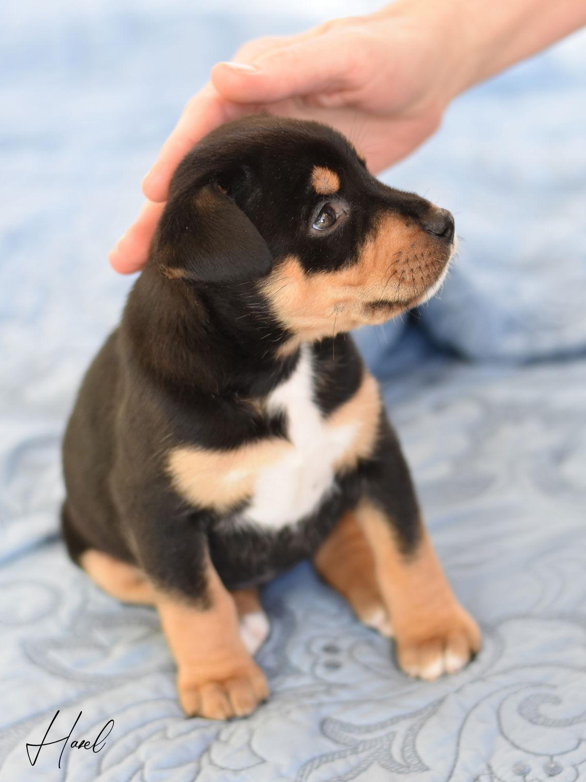 Enlarge Hazel 2, a Adopted mixed breed in Montgomery, TX image 2/3