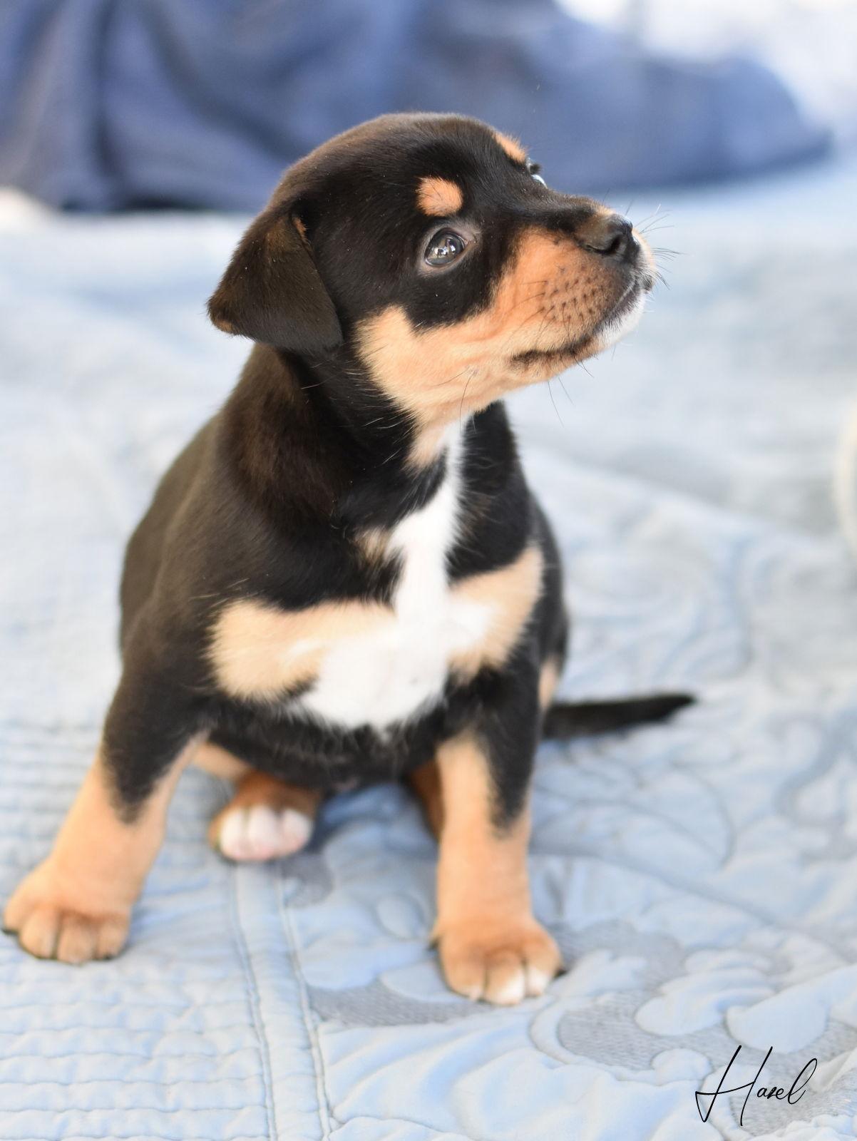 Enlarge Hazel 2, a Adopted mixed breed in Montgomery, TX image 3/3