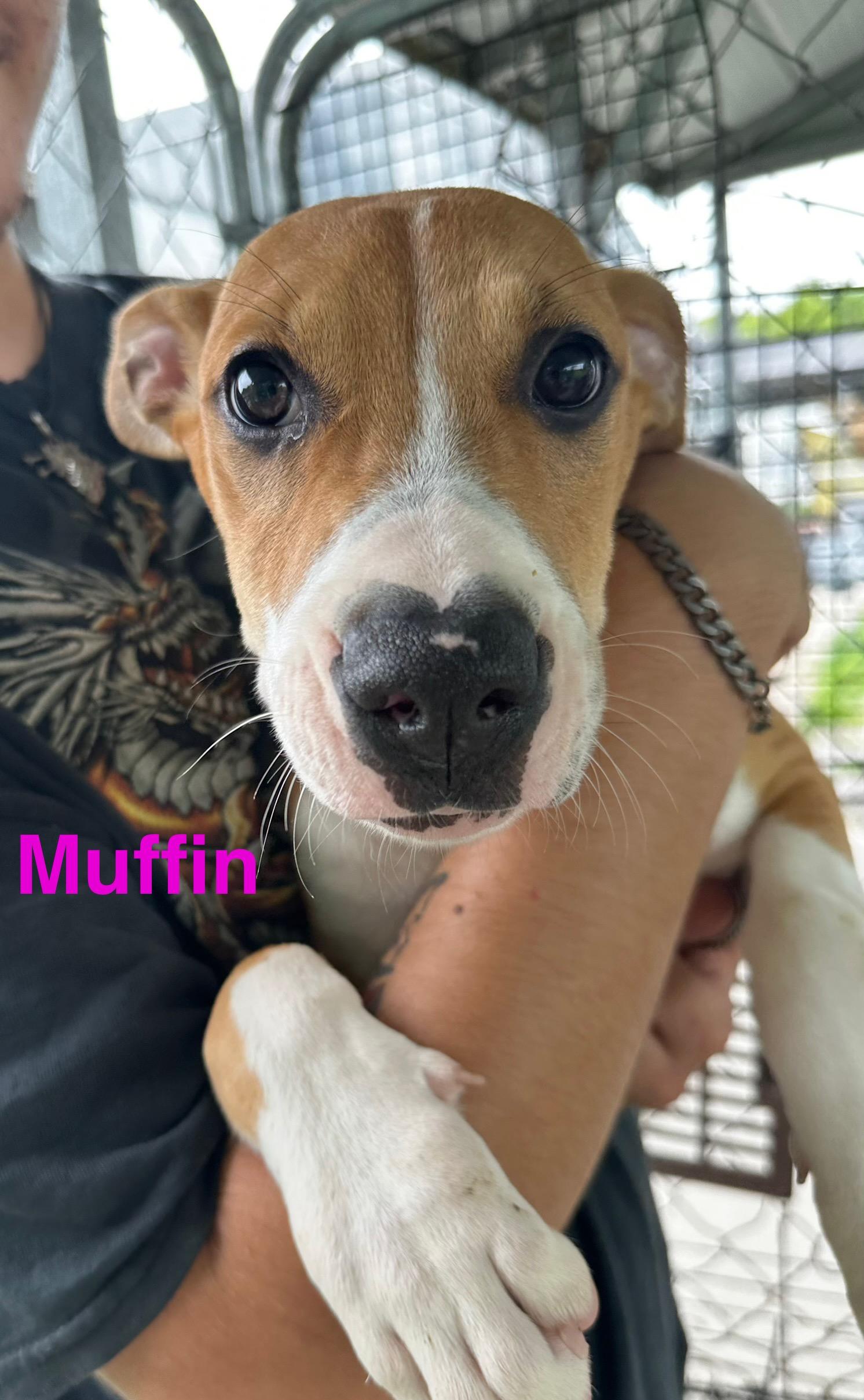 Muffin