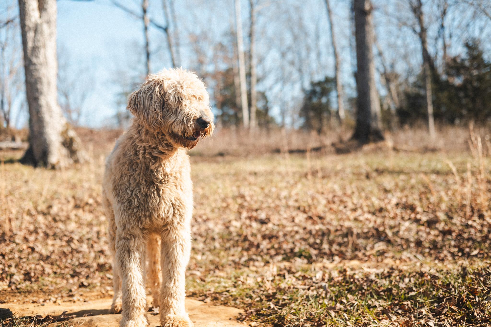 Jax  Transport thumbnail 3