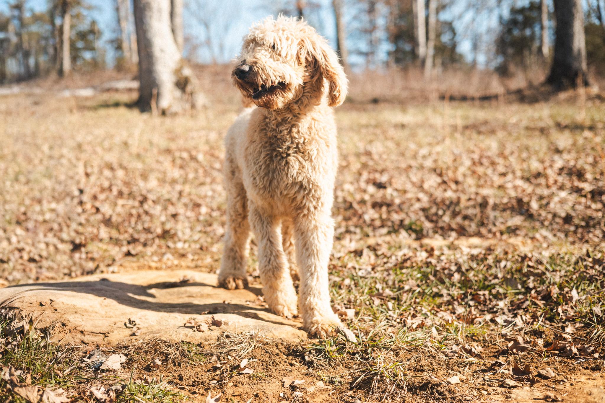 Jax  Transport thumbnail 5