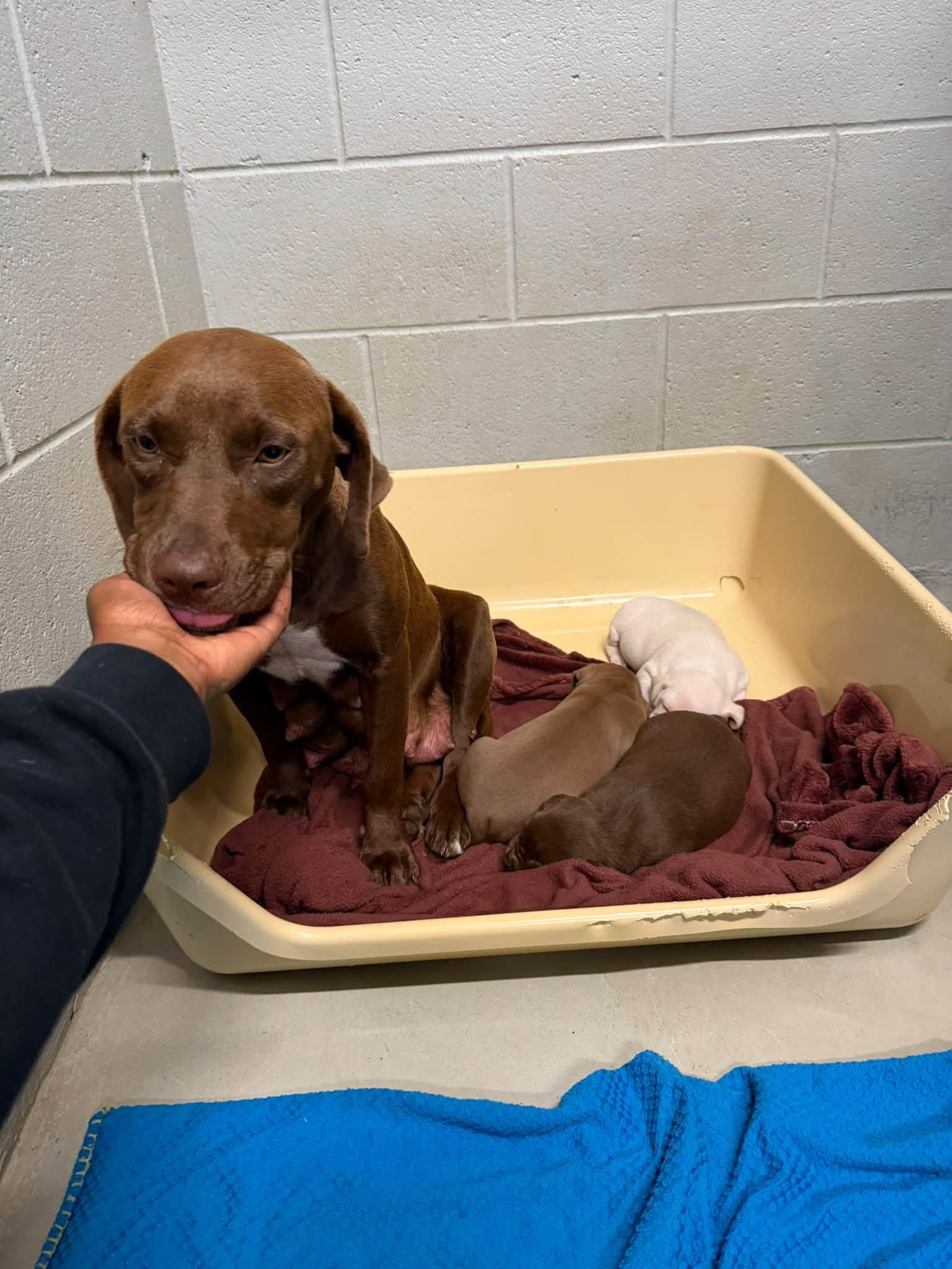 Mama Graham, Adoptable, Young Female Chocolate Labrador Retriever & Terrier.