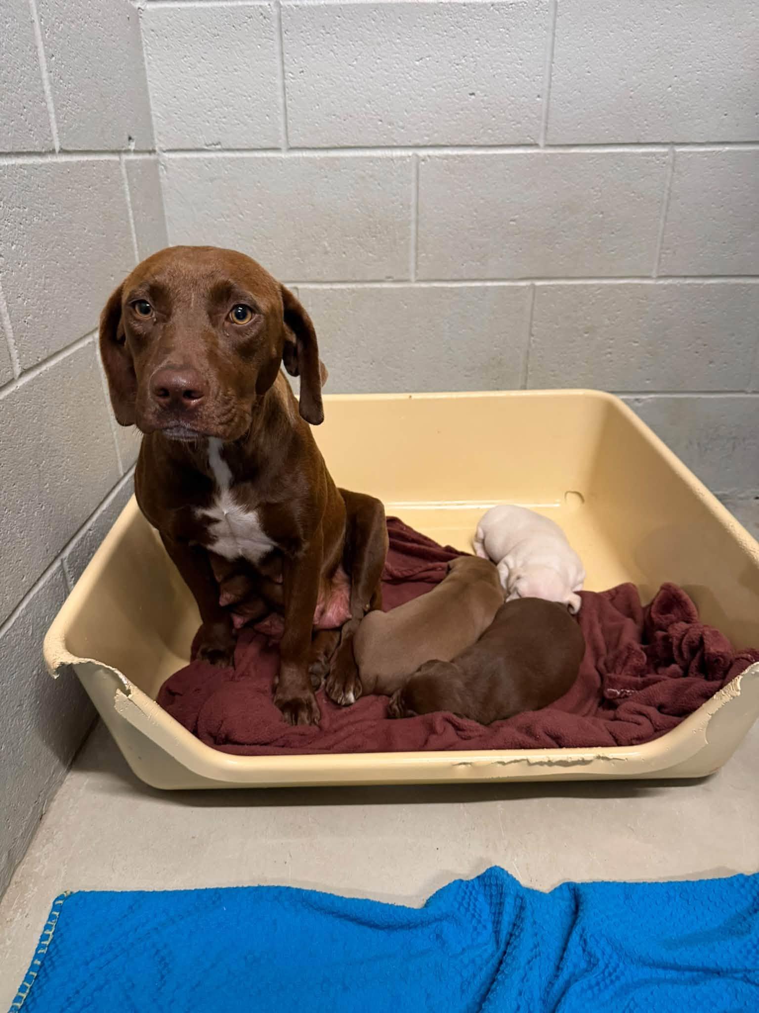 Enlarge Mama Graham, a Adoptable mixed breed in Holly Springs, NC image 2/3