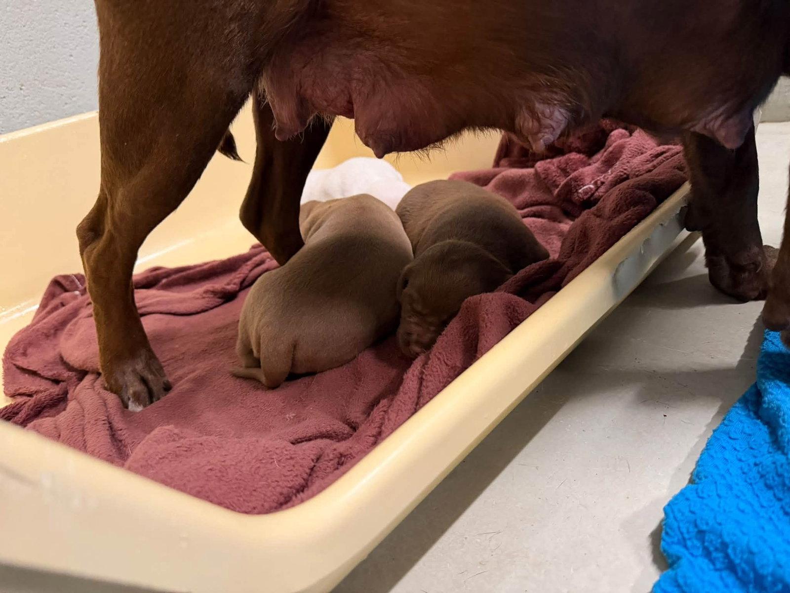 Enlarge Mama Graham, a Adoptable mixed breed in Holly Springs, NC image 3/3