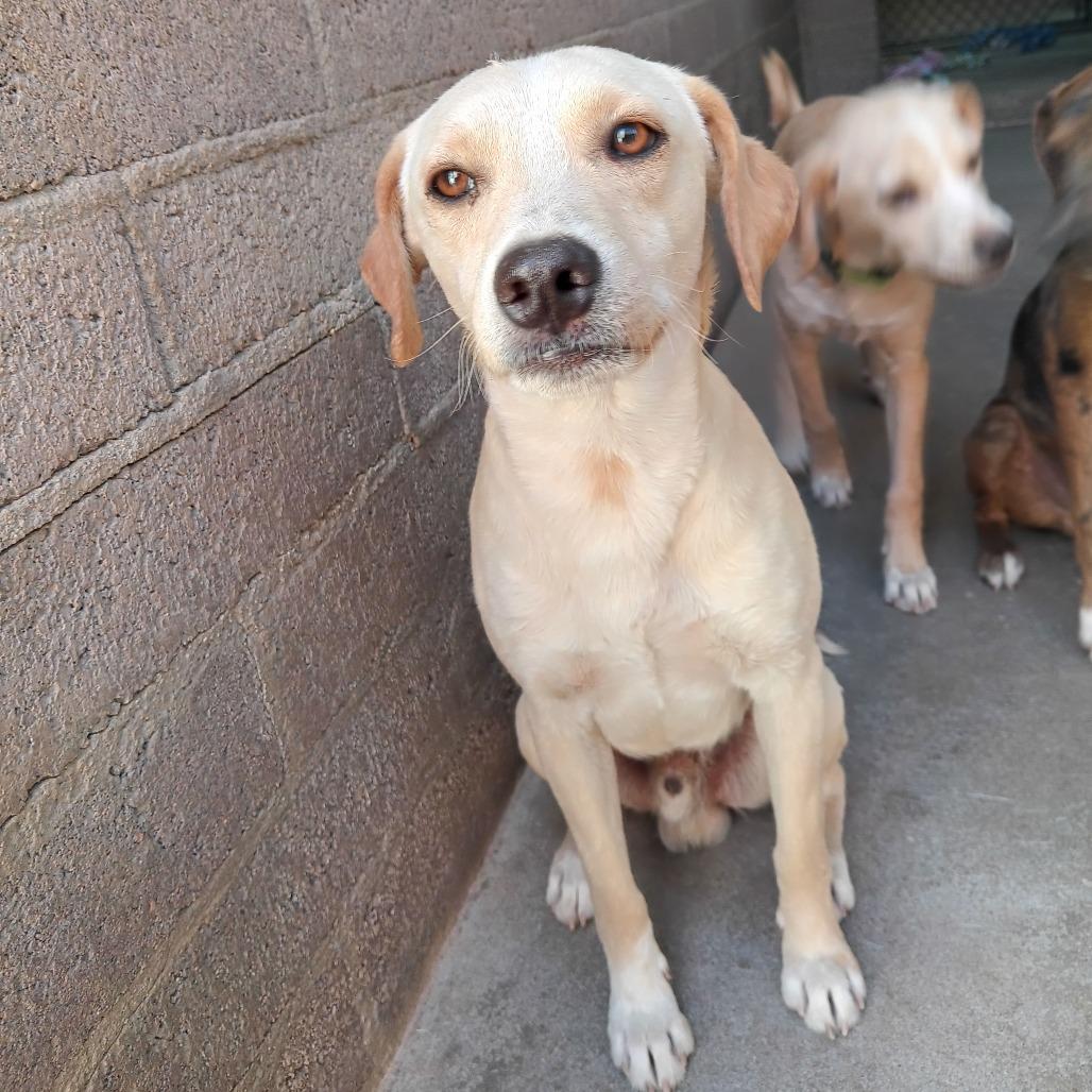 Enlarge Dave, a Adoptable Retriever in Casa Grande, AZ image 1/2