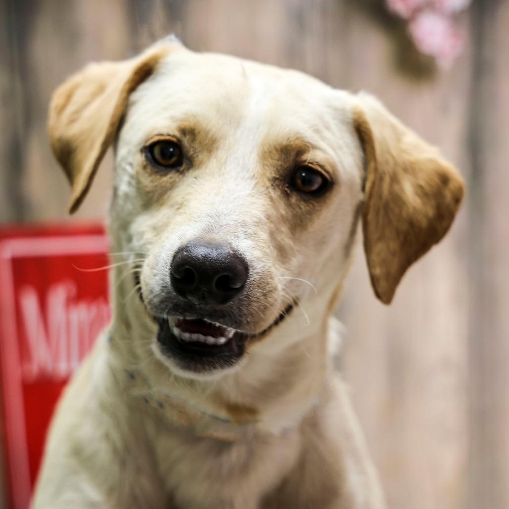 Enlarge Dave, a Adoptable Retriever in Casa Grande, AZ image 2/2