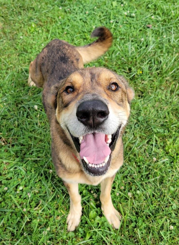 Enlarge Bindi, a Adopted mixed breed in Lisbon, OH image 2/3