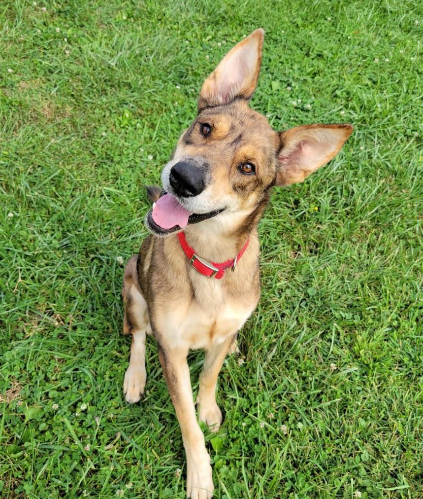 Bindi, Adopted, Young Female German Shepherd Dog & Smooth Collie.