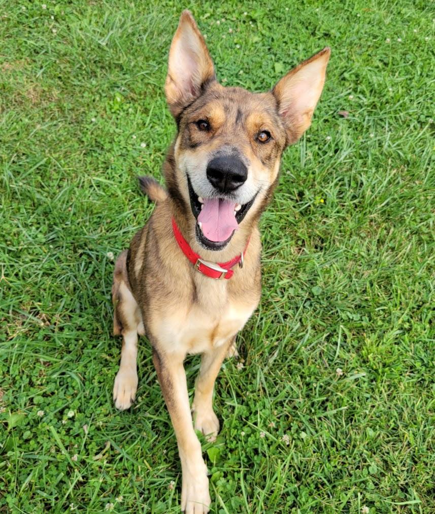 Enlarge Bindi, a Adopted mixed breed in Lisbon, OH image 3/3