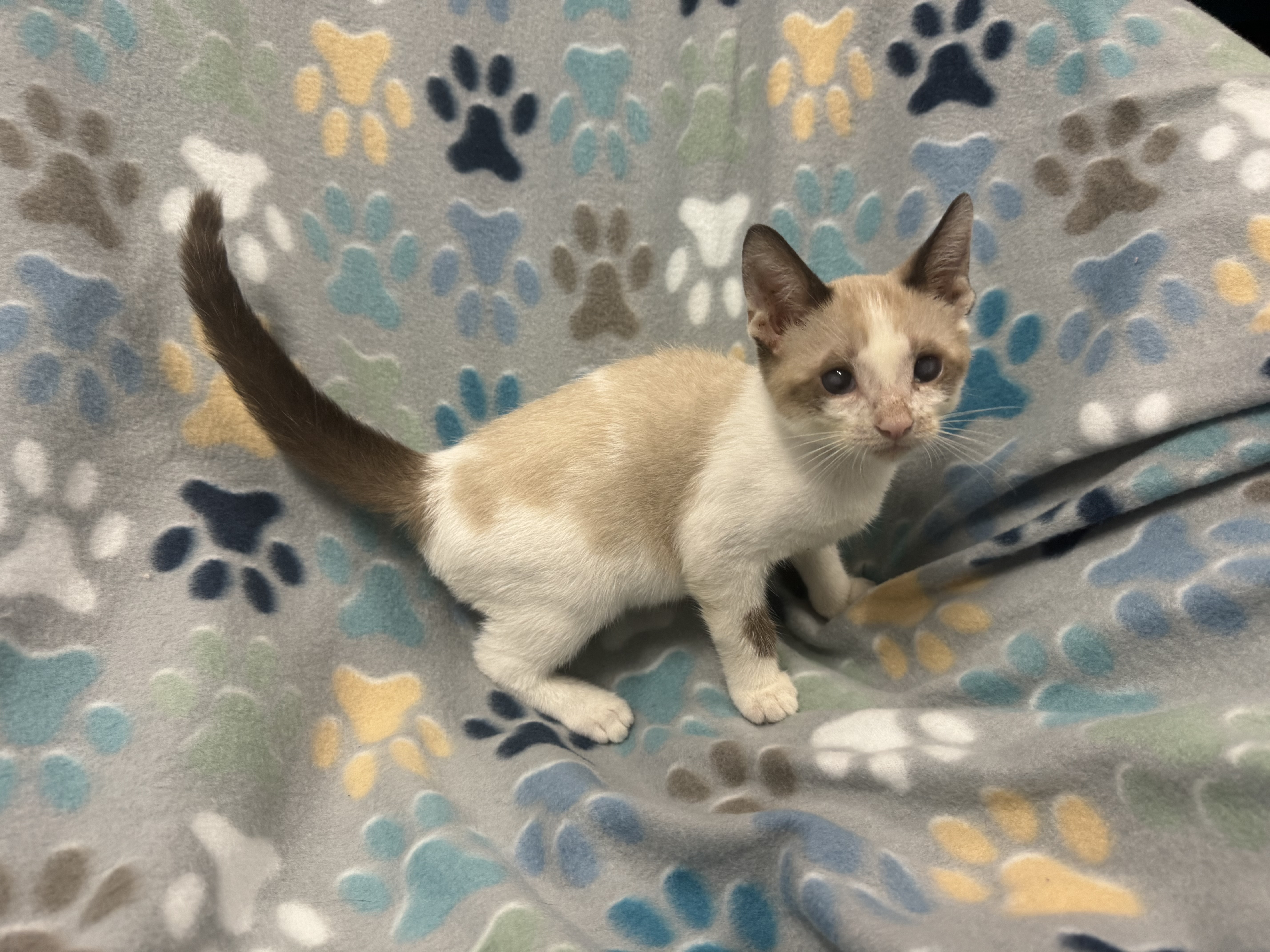 Enlarge Tzatziki, a Adopted mixed breed in St Petersburg, FL image 1/1