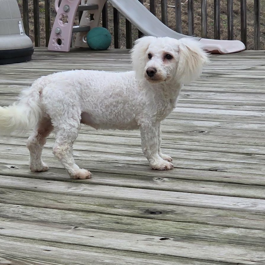 Enlarge Romeo, a Adoptable Bichon Frise in Lancaster, KY image 2/4