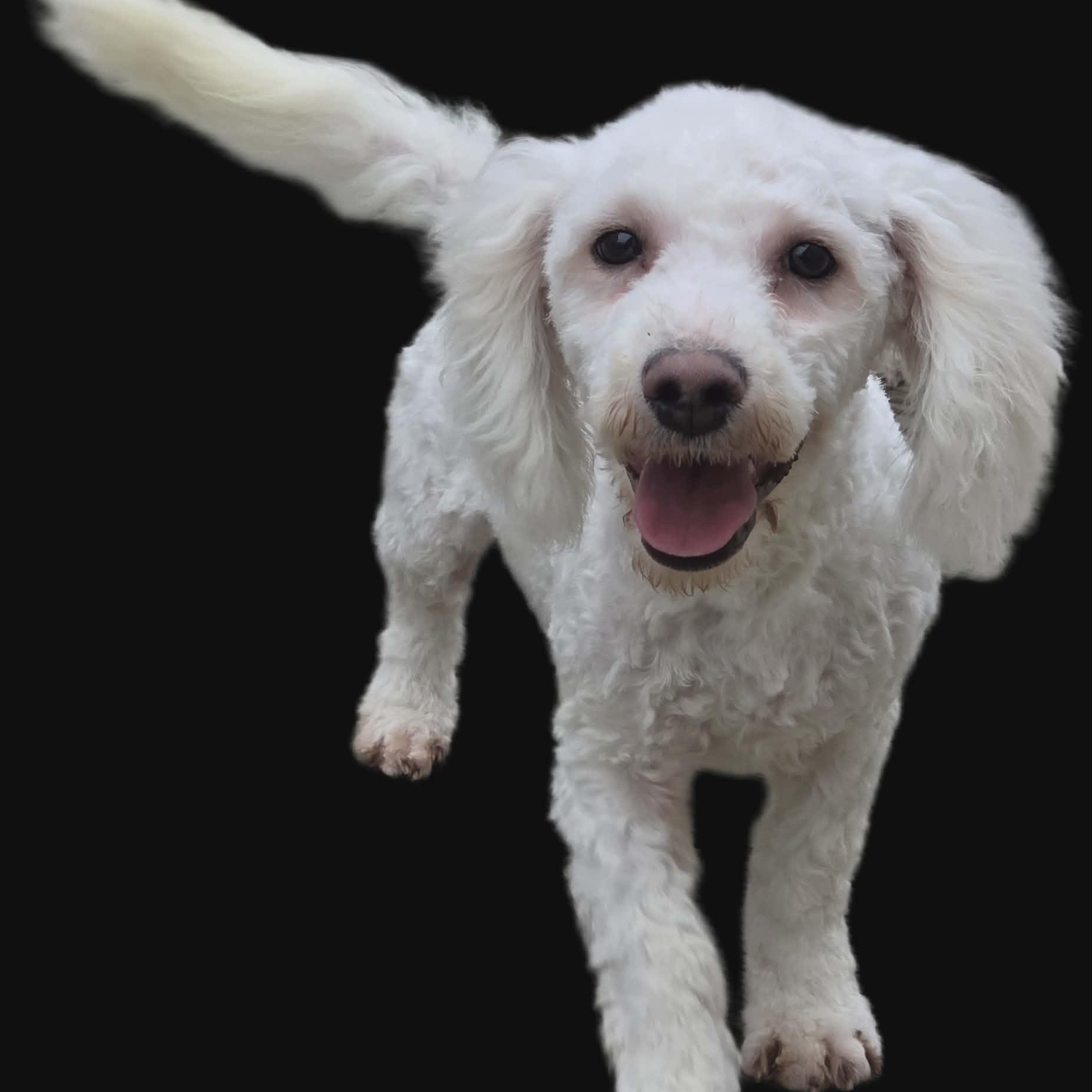 Romeo, Adoptable, Young Male Bichon Frise.