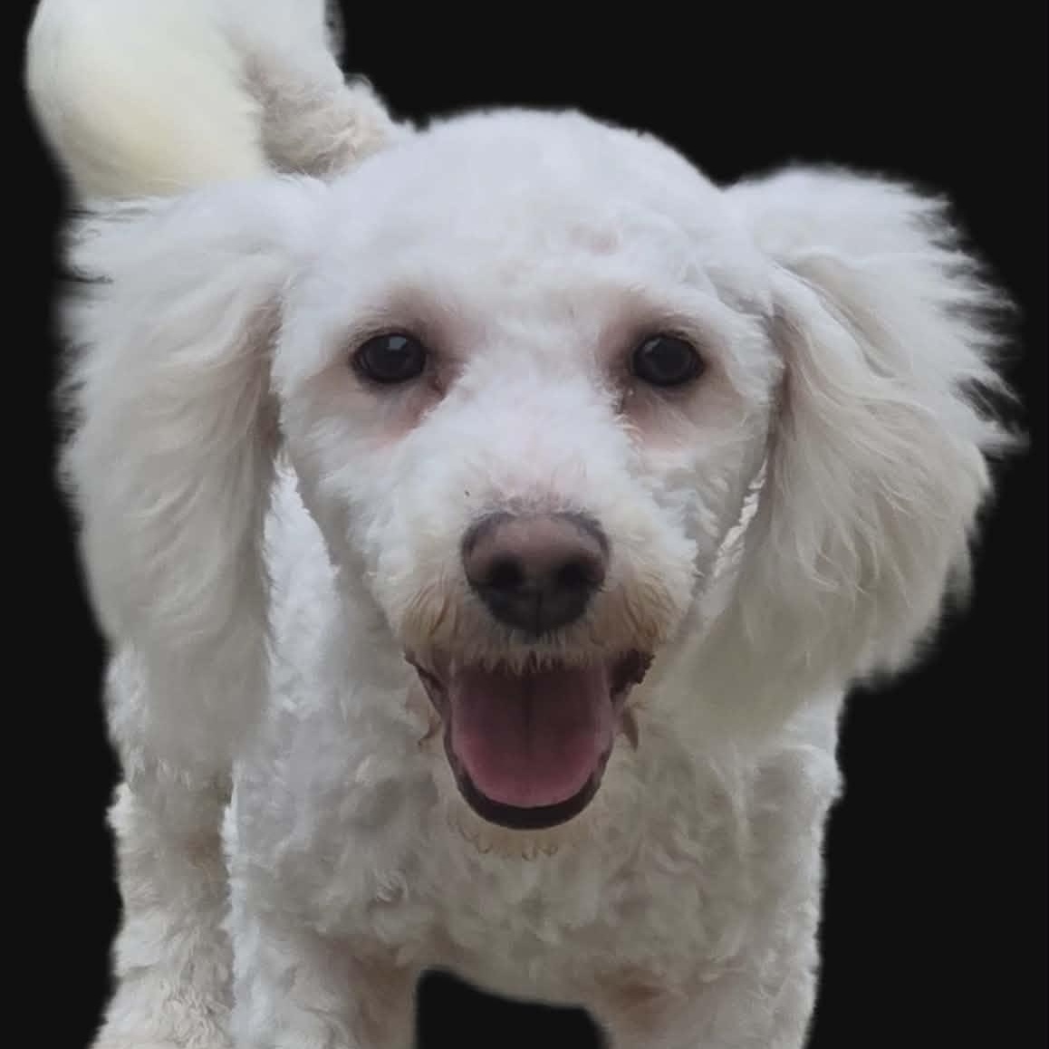 Enlarge Romeo, a Adoptable Bichon Frise in Lancaster, KY image 3/4