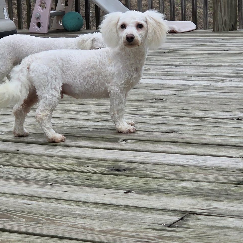 Enlarge Romeo, a Adoptable Bichon Frise in Lancaster, KY image 4/4