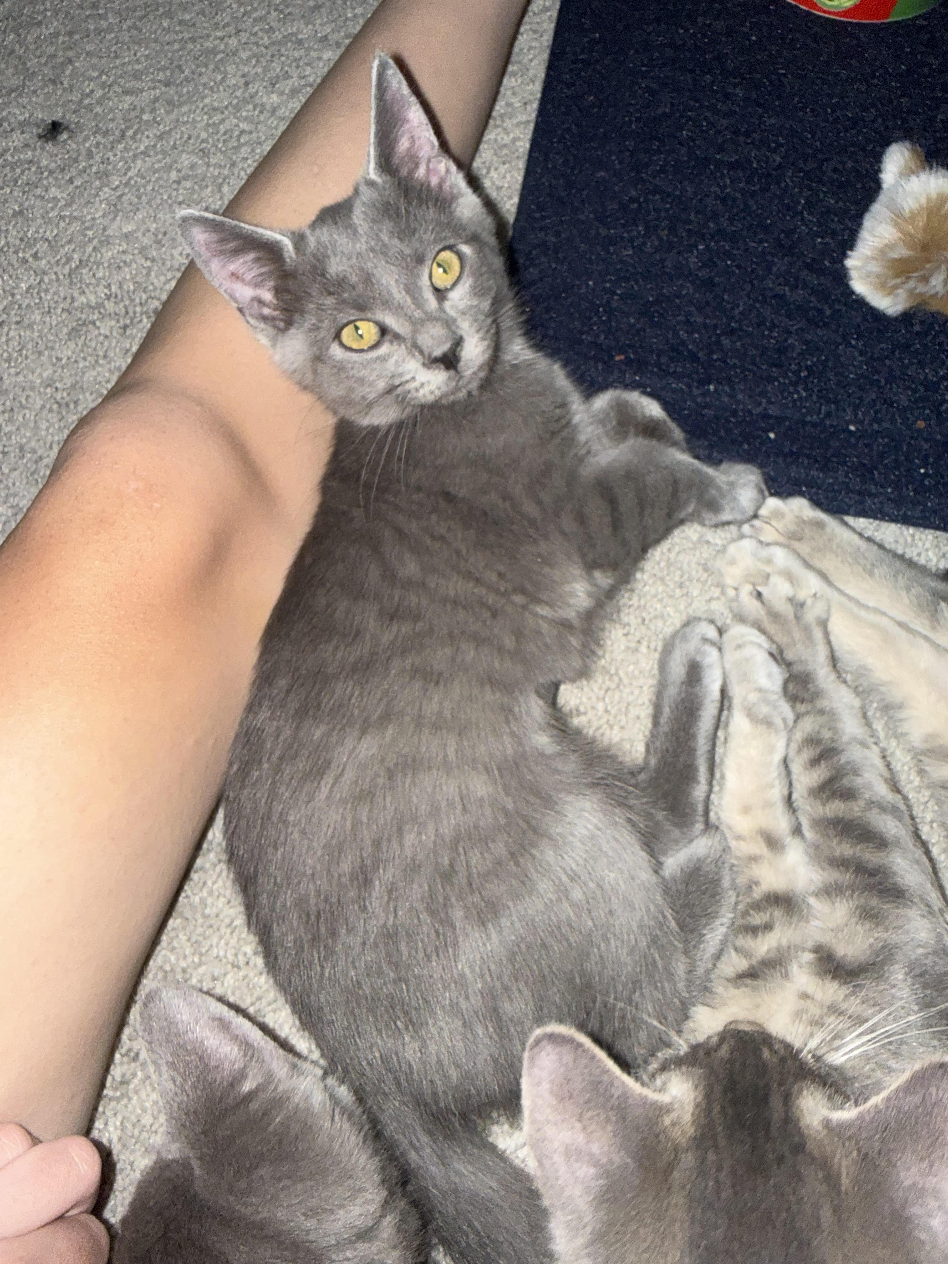 Enlarge Echo-All Snuggly Sweetness, an adopted Domestic Short Hair in Laurel, MD image 2/5