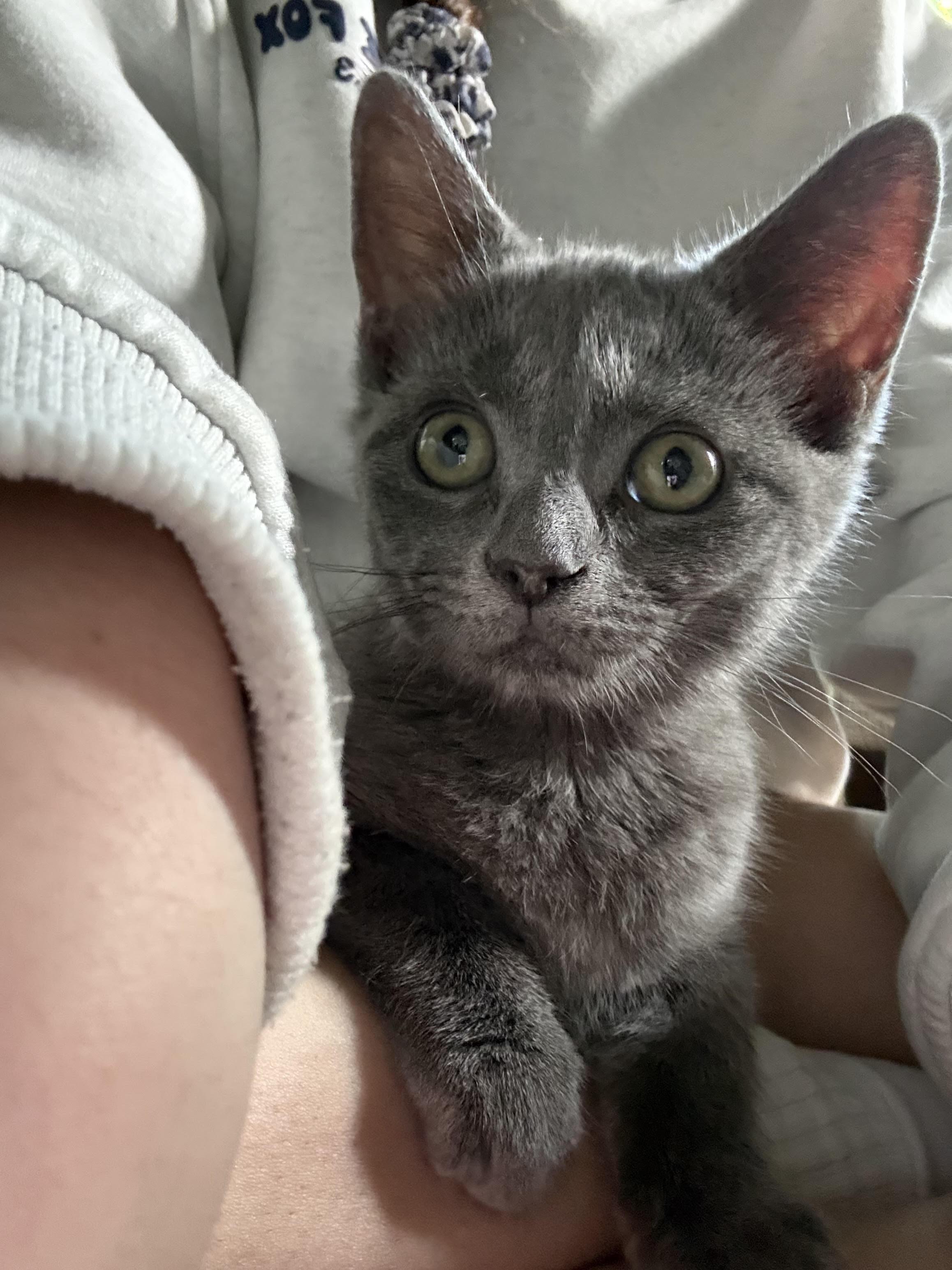 Enlarge Echo-All Snuggly Sweetness, an adopted Domestic Short Hair in Laurel, MD image 4/5