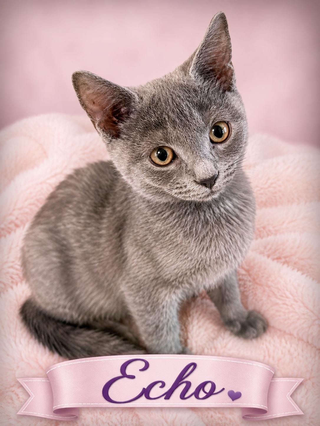 Echo-All Snuggly Sweetness, adopted, Kitten Female Domestic Short Hair.