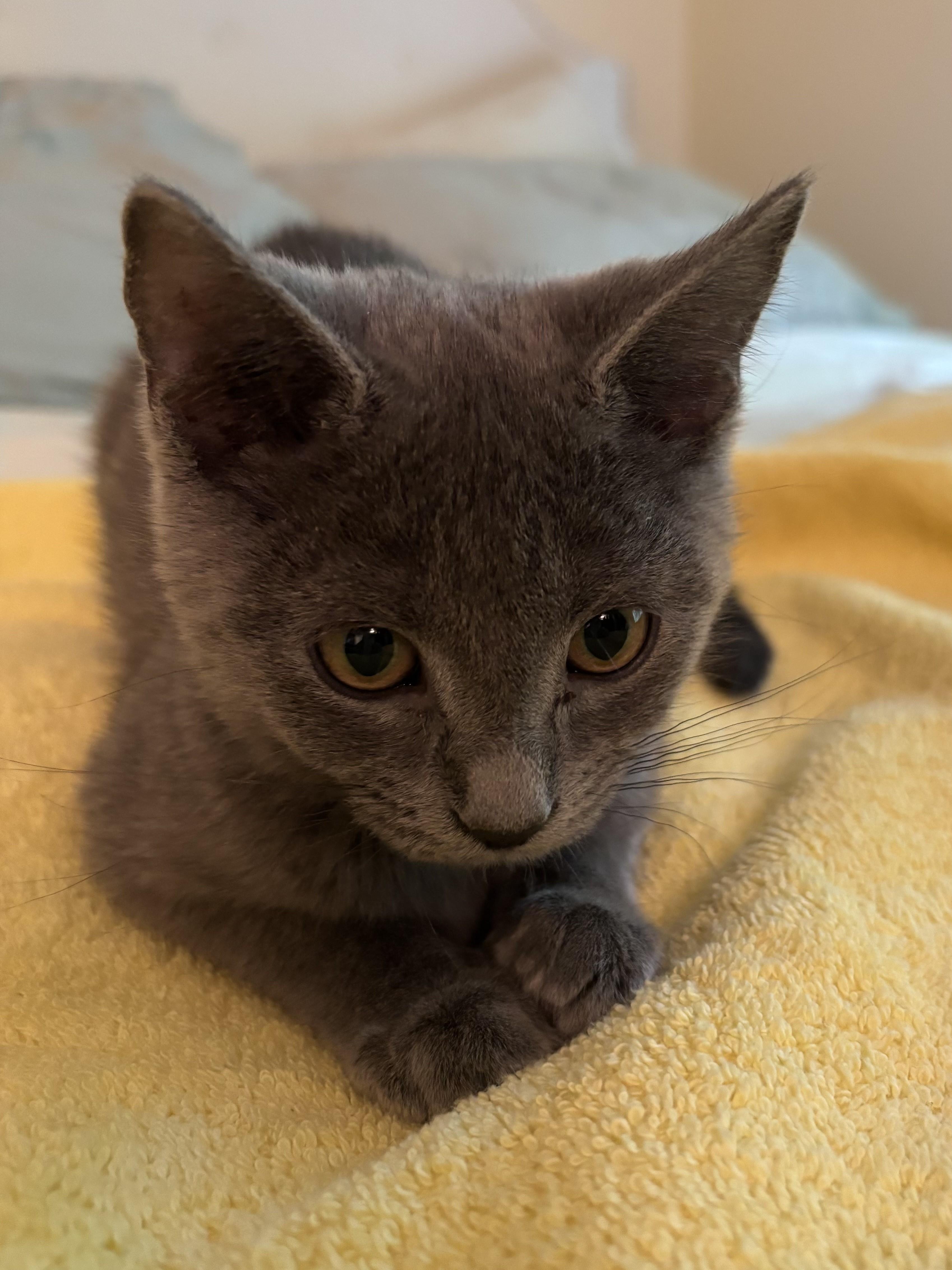 Enlarge Echo-All Snuggly Sweetness, an adopted Domestic Short Hair in Laurel, MD image 5/5
