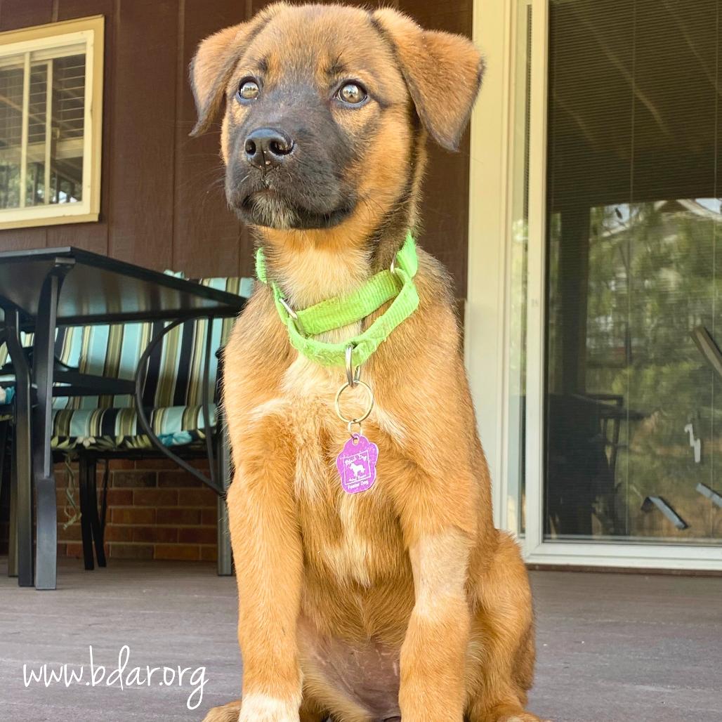 Enlarge Frannie, a Adoptable mixed breed in Cheyenne, WY image 1/3