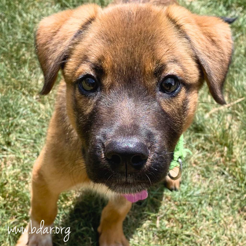 Enlarge Frannie, a Adoptable mixed breed in Cheyenne, WY image 2/3