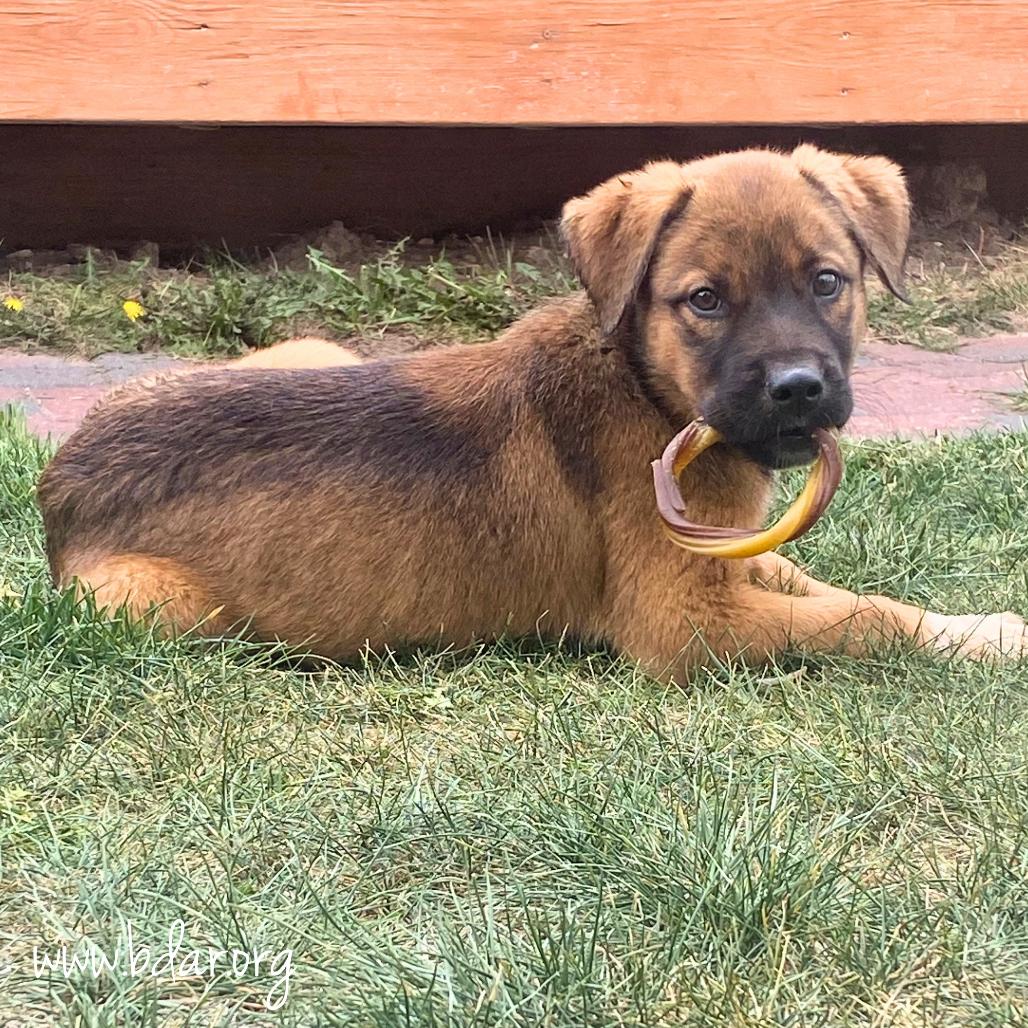 Enlarge Frannie, a Adoptable mixed breed in Cheyenne, WY image 3/3