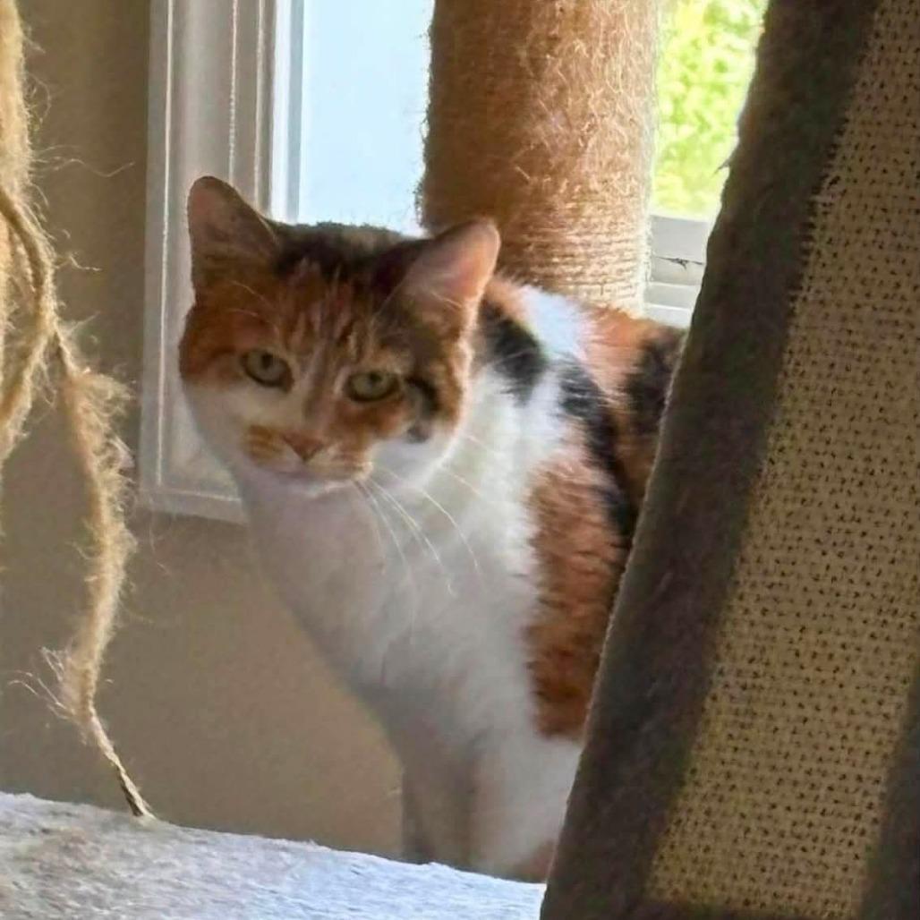 Doja, Adoptable, Adult Female Domestic Short Hair.