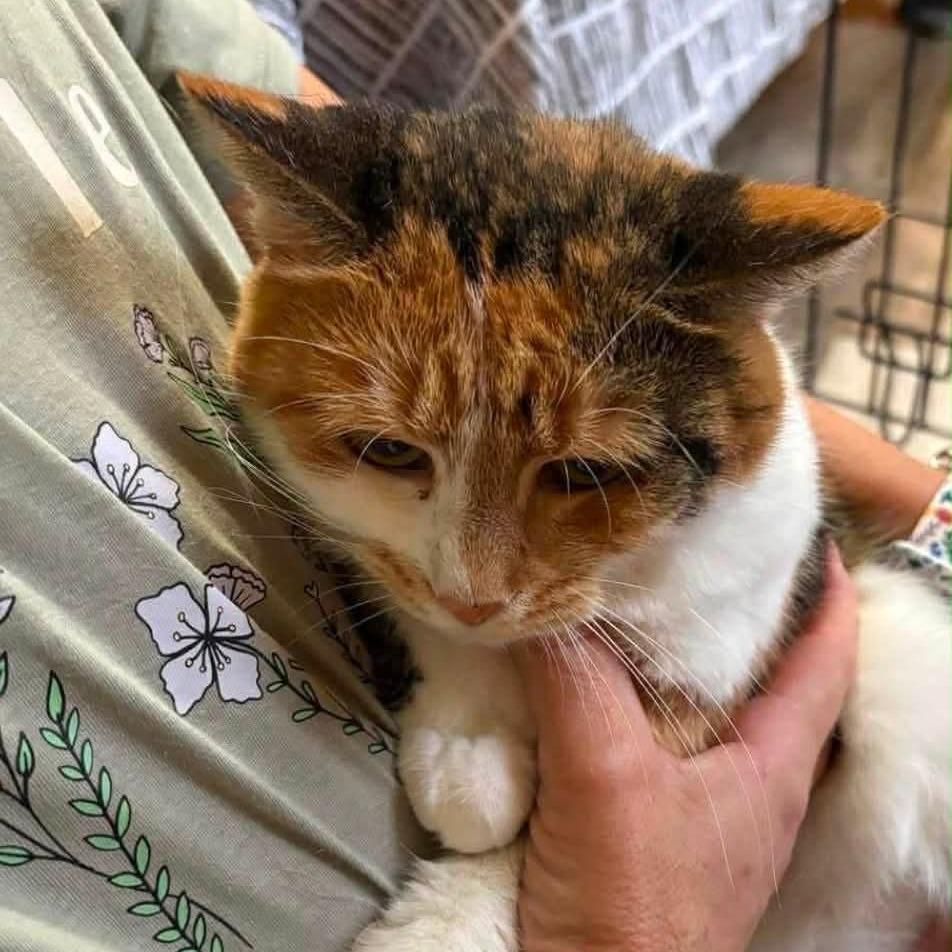 Doja, a Adoptable Domestic Short Hair in Winchester, VA image 2/6