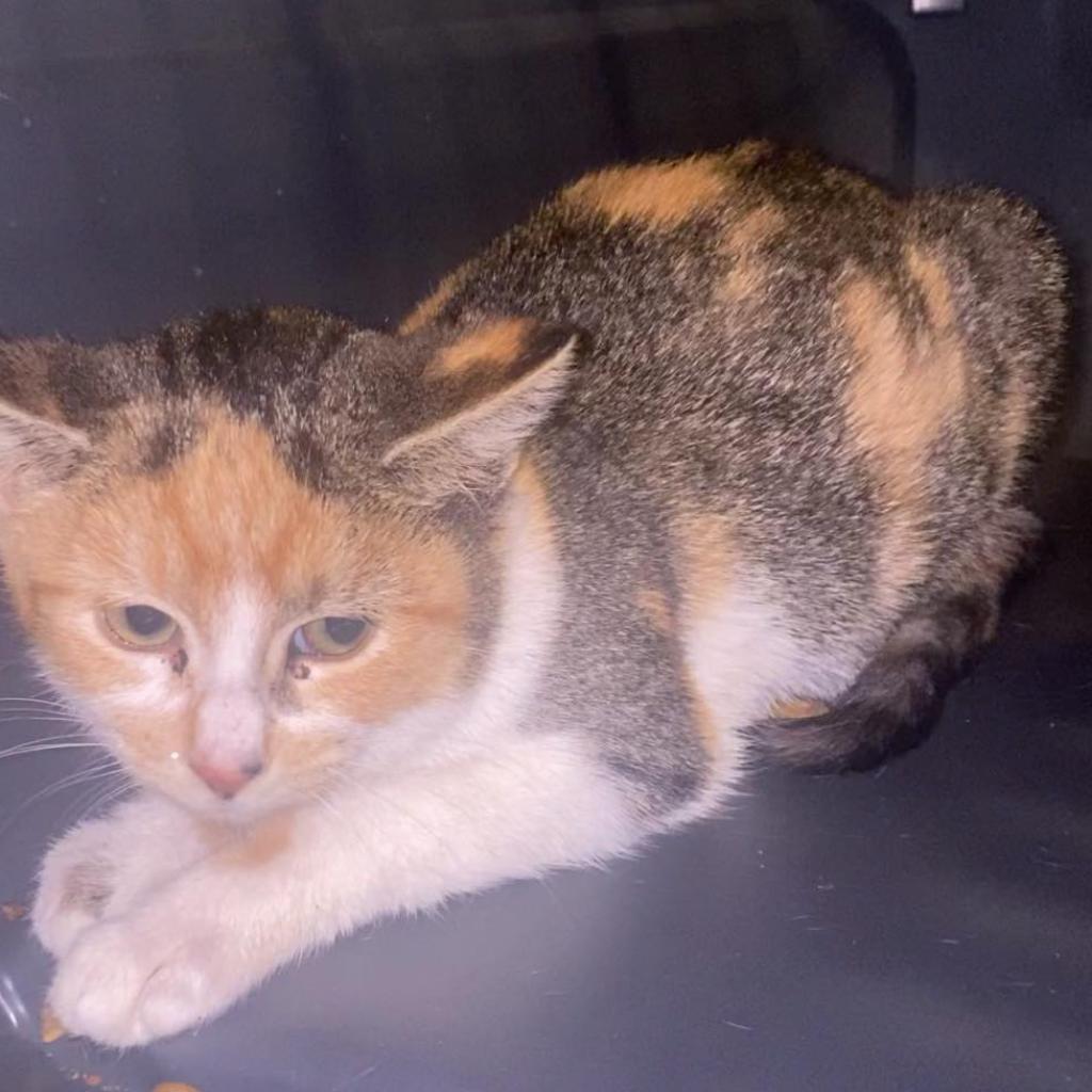 Enlarge Doja, a Adoptable Domestic Short Hair in Winchester, VA image 1/2