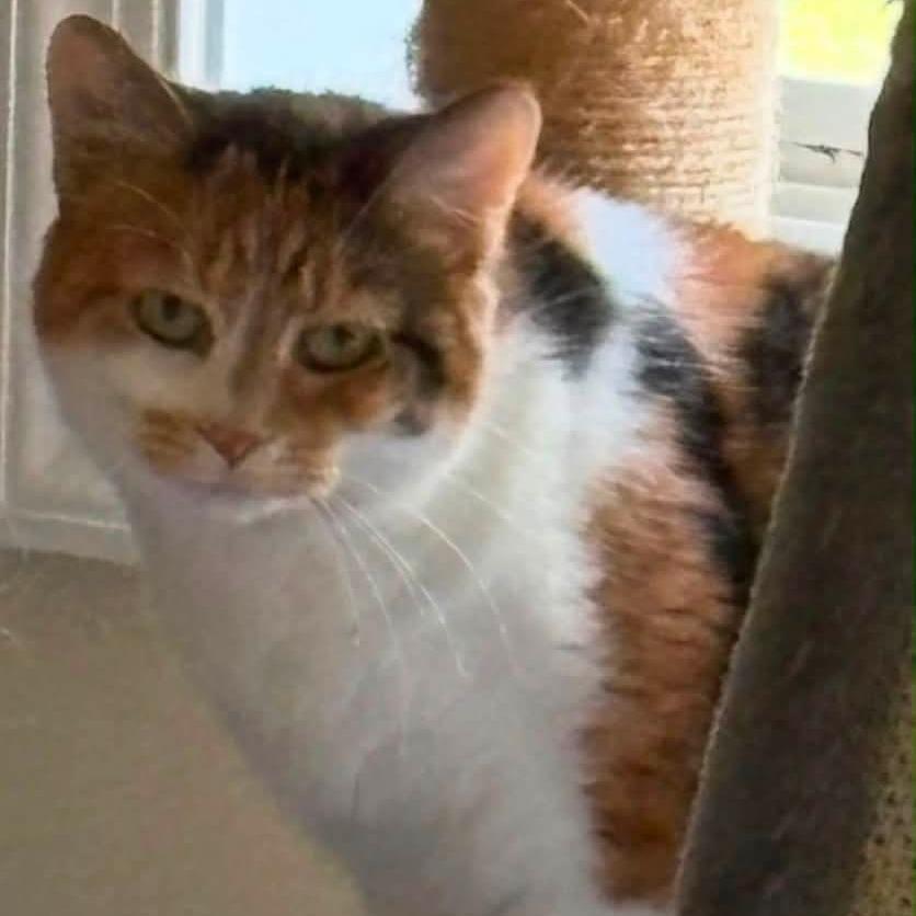 Doja, a Adoptable Domestic Short Hair in Winchester, VA image 4/6