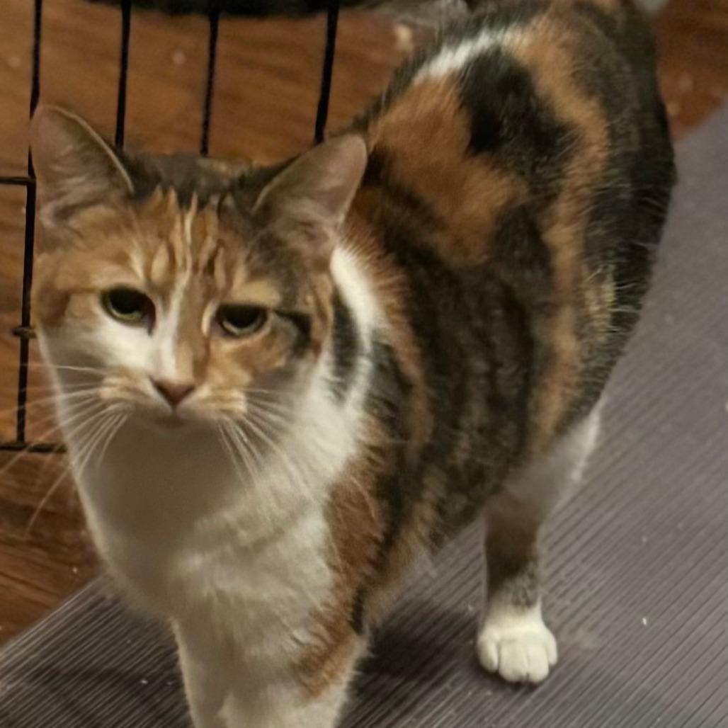 Enlarge Doja, a Adoptable Domestic Short Hair in Winchester, VA image 2/2