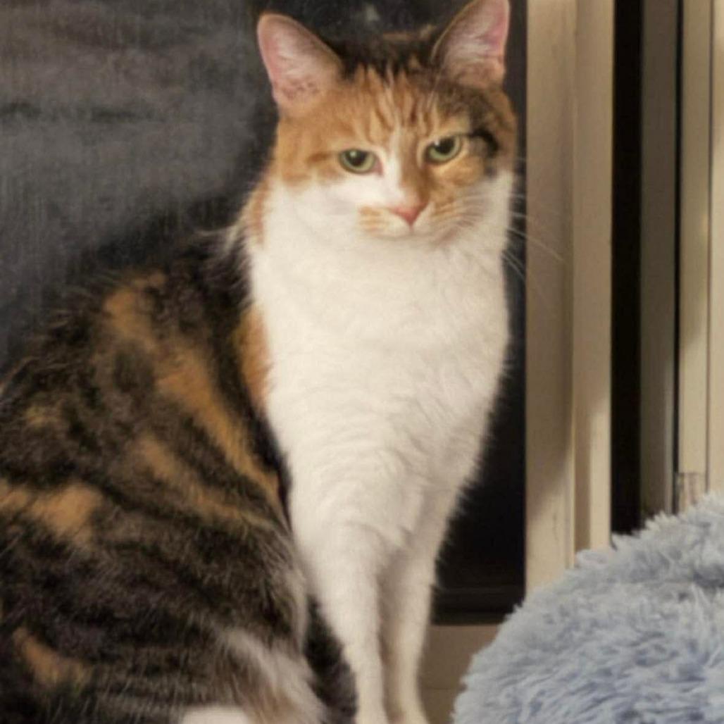 Enlarge Doja, a Adoptable Domestic Short Hair in Winchester, VA image 5/6