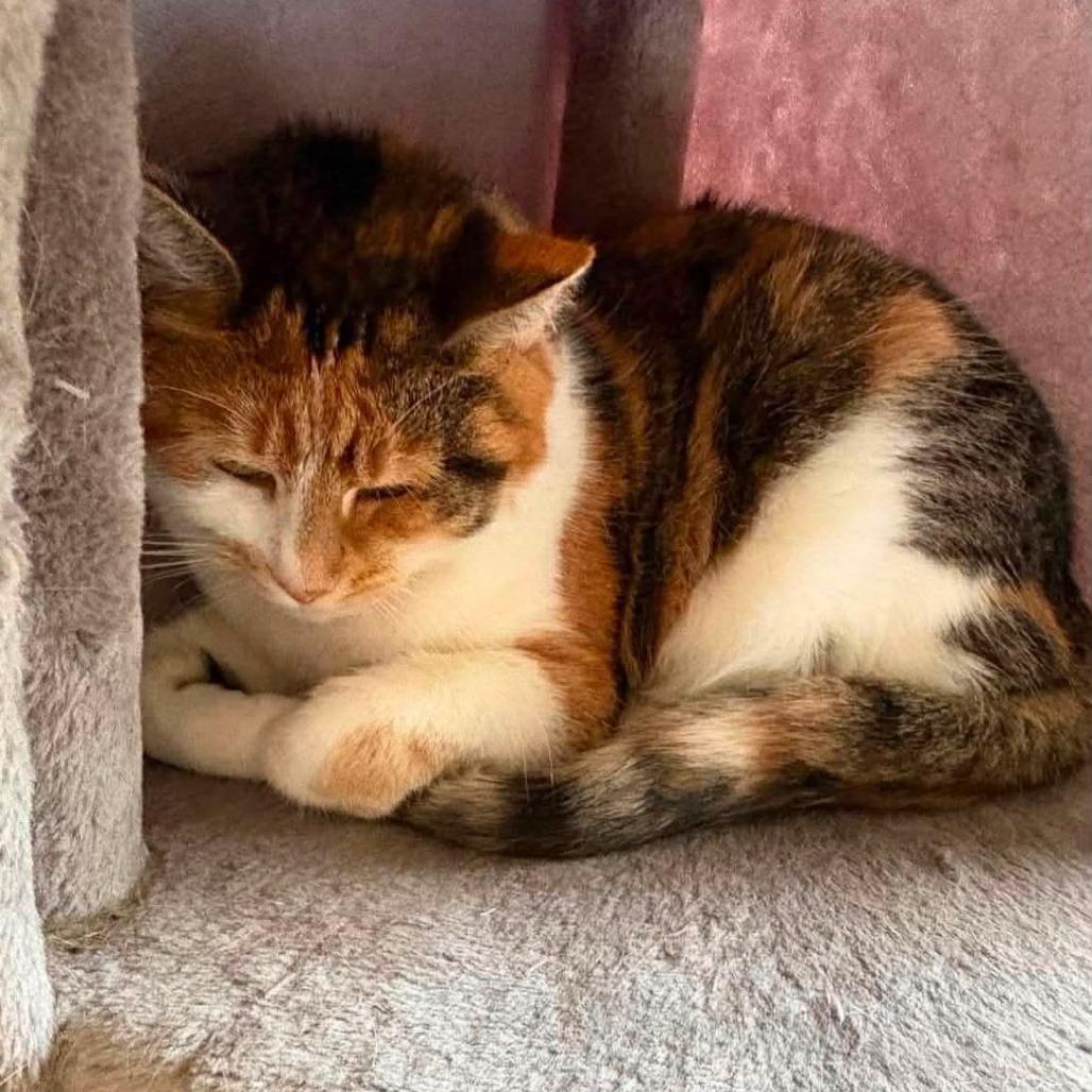 Doja, a Adoptable Domestic Short Hair in Winchester, VA image 6/6