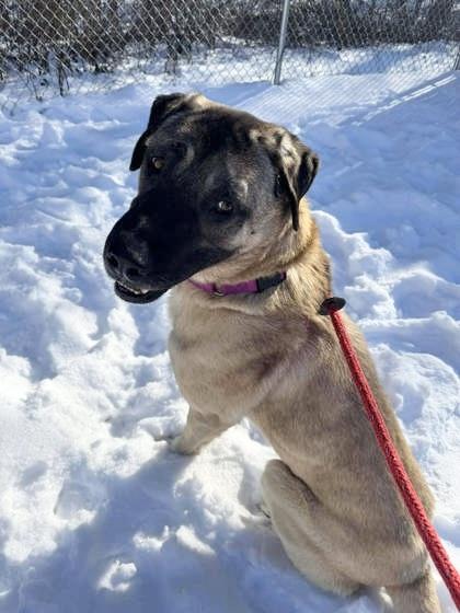 Blue, ADOPTABLE, Adult Male Mixed Breed.