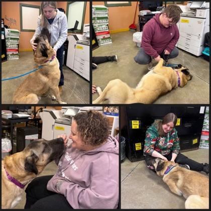 Enlarge Blue, a ADOPTABLE Mixed Breed in Lewiston, ME image 3/5