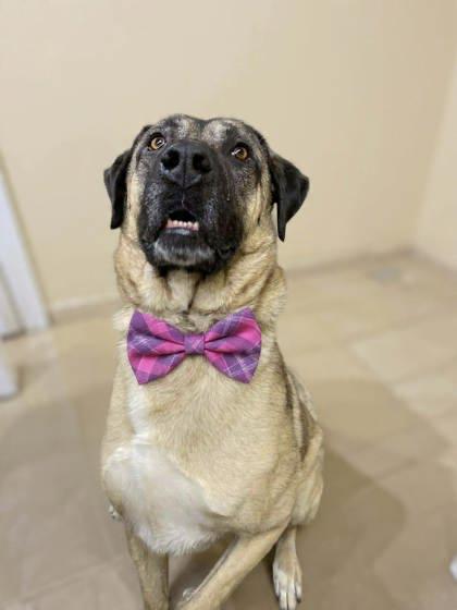 Blue, a ADOPTABLE Mixed Breed in Lewiston, ME image 1/6