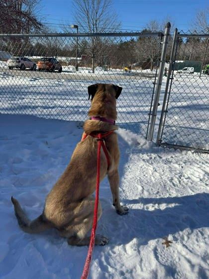 Enlarge Blue, a ADOPTABLE Mixed Breed in Lewiston, ME image 5/5