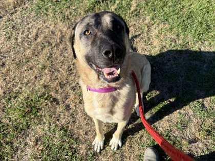 Enlarge Blue, a ADOPTABLE Mixed Breed in Lewiston, ME image 2/5