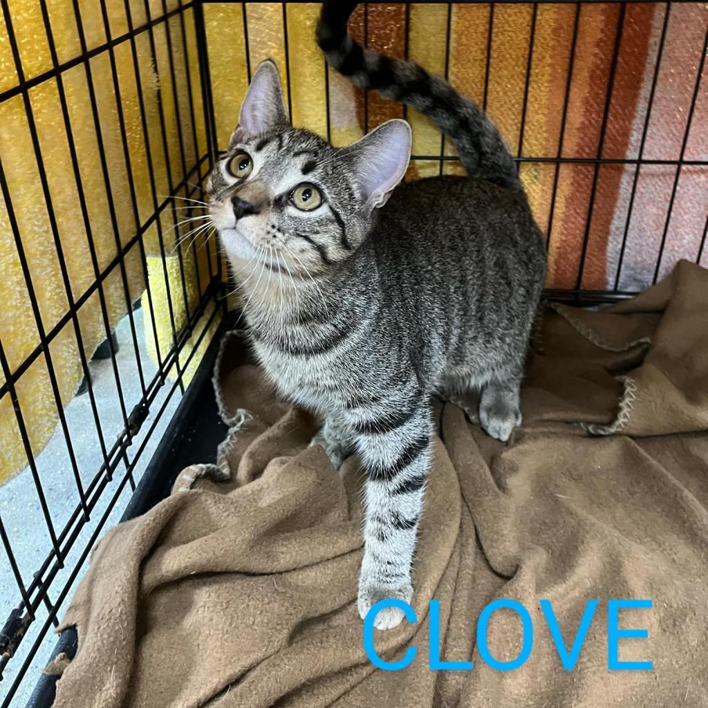 Enlarge Clove, a Adoptable Domestic Short Hair in Union City, PA image 2/3