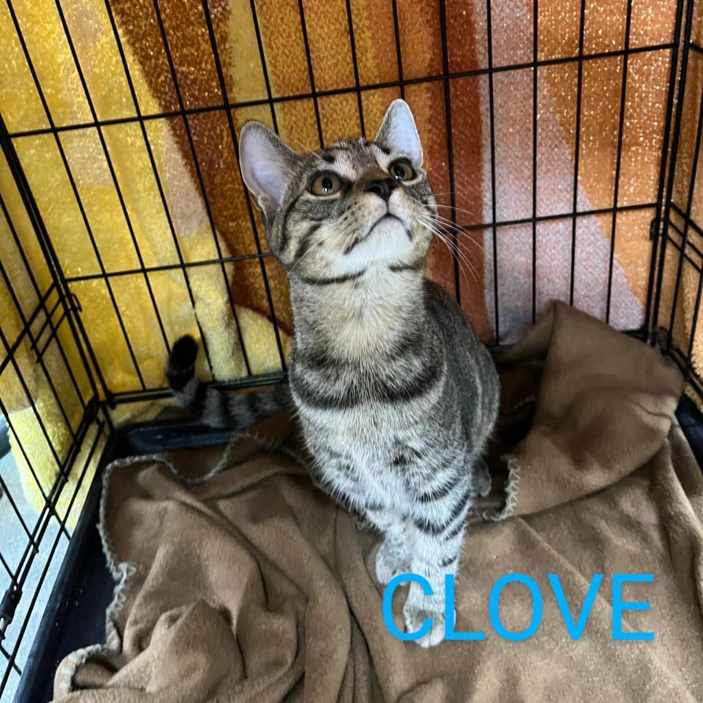 Enlarge Clove, a Adoptable Domestic Short Hair in Union City, PA image 3/3