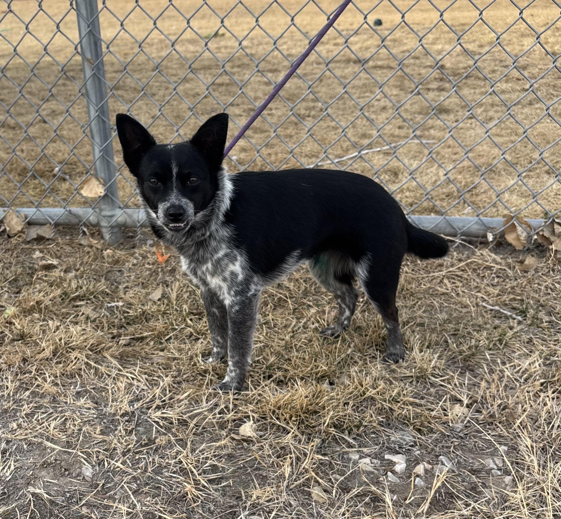 Enlarge Ranger, an adopted mixed breed in Torrington, WY image 2/4