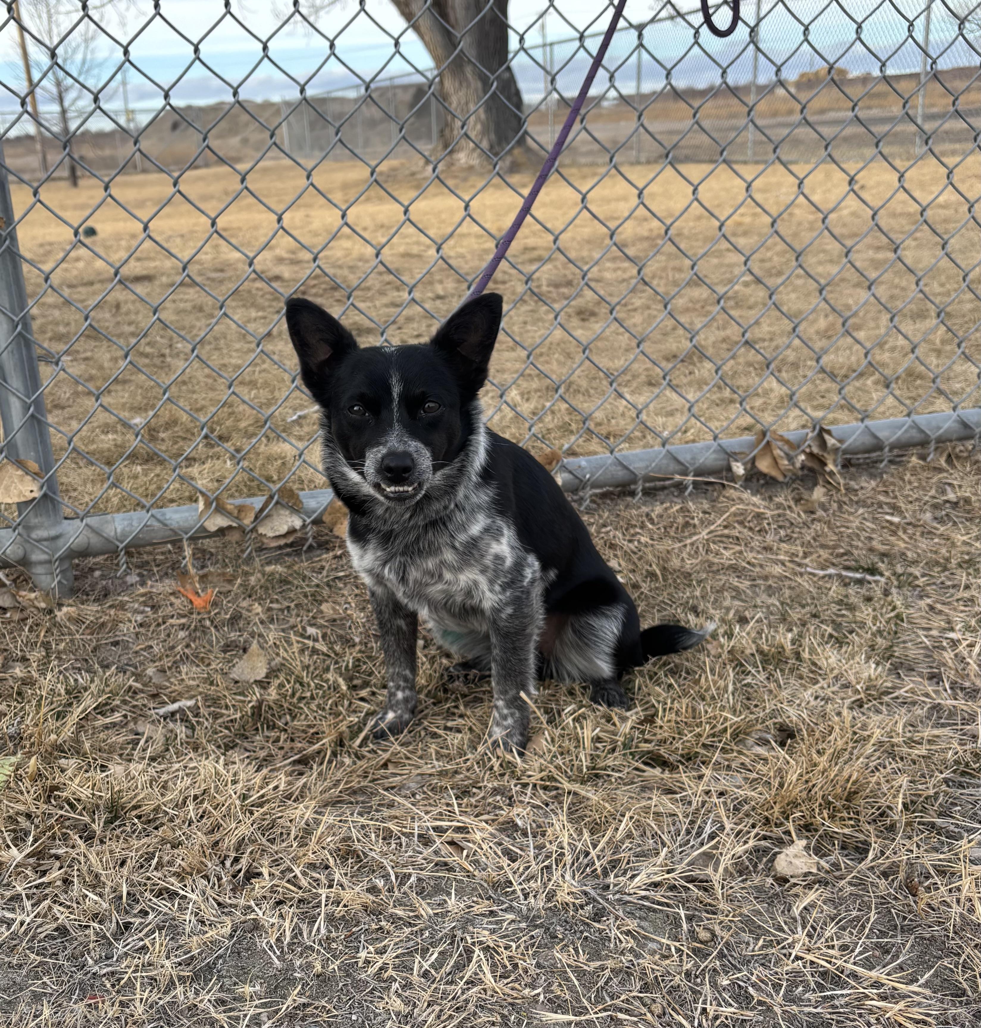 Enlarge Ranger, an adopted mixed breed in Torrington, WY image 4/4