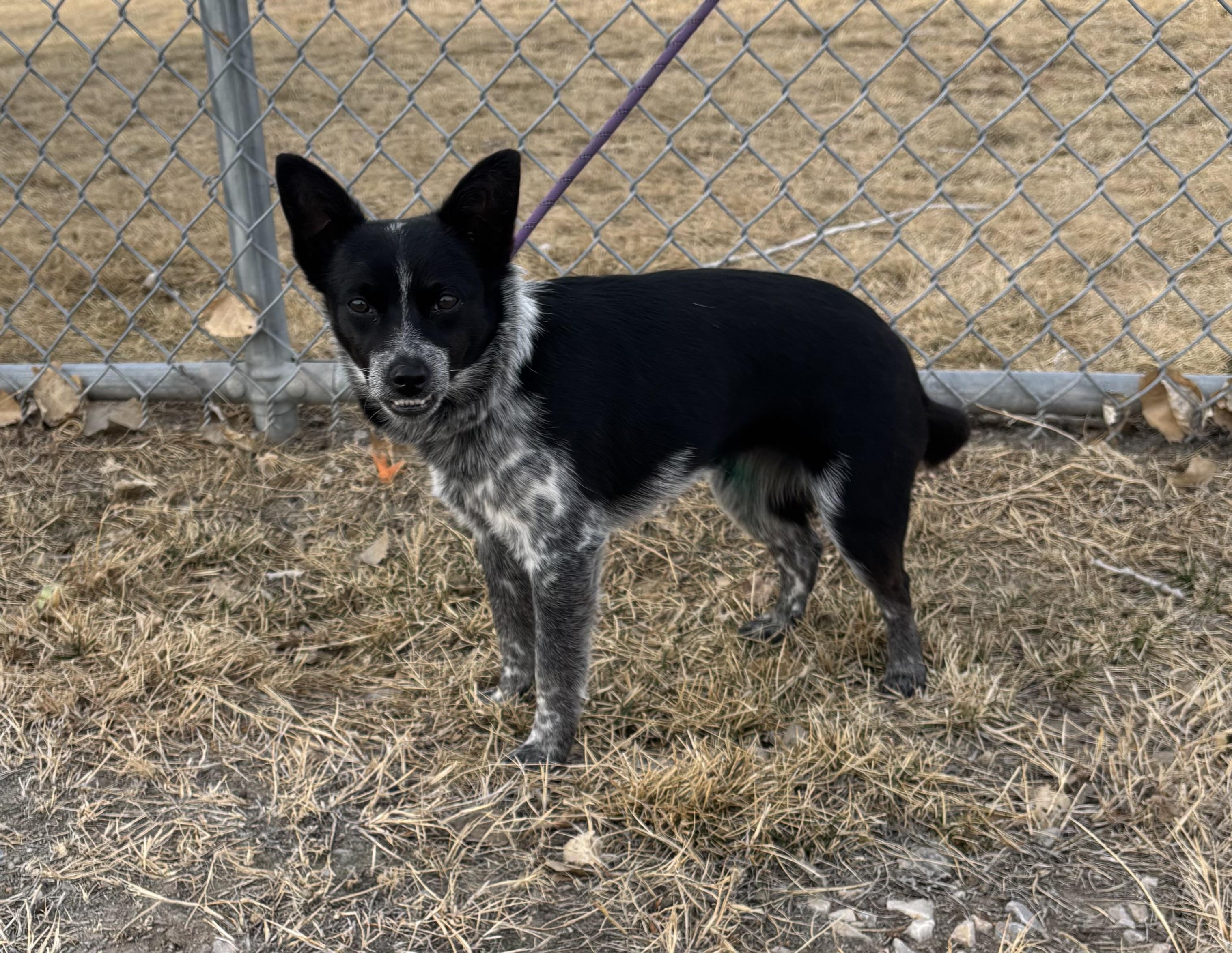 Enlarge Ranger, an adopted mixed breed in Torrington, WY image 3/4
