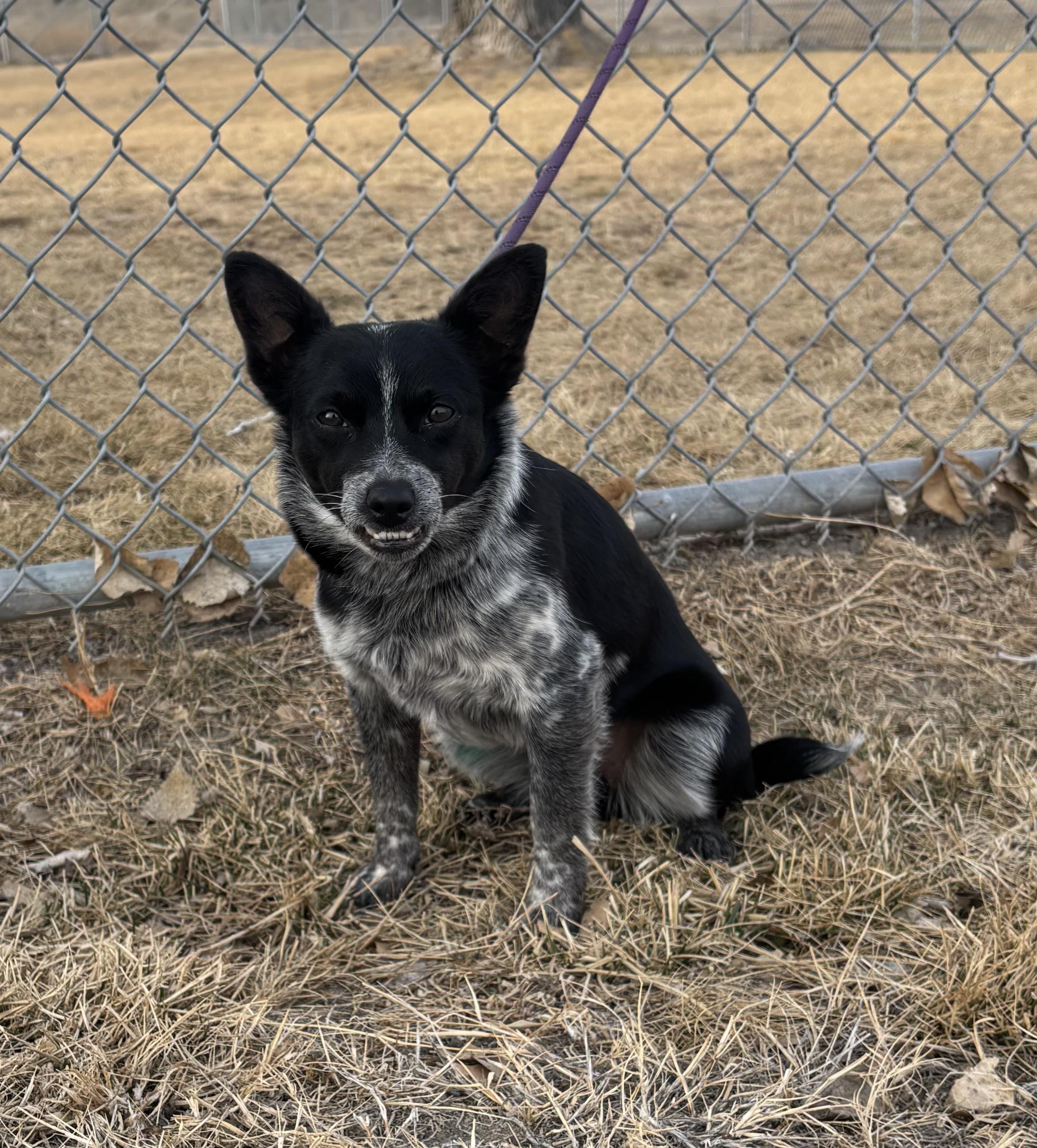 Enlarge Ranger, an adopted mixed breed in Torrington, WY image 1/4